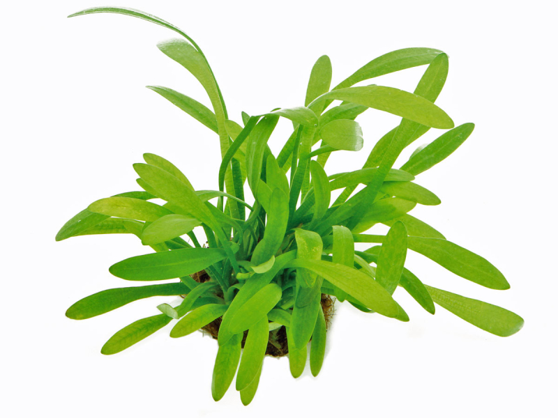 Preview: Flutendes Pfeilkraut - Sagittaria subulata Preview: Flutendes Pfeilkraut - Sagittaria subulata